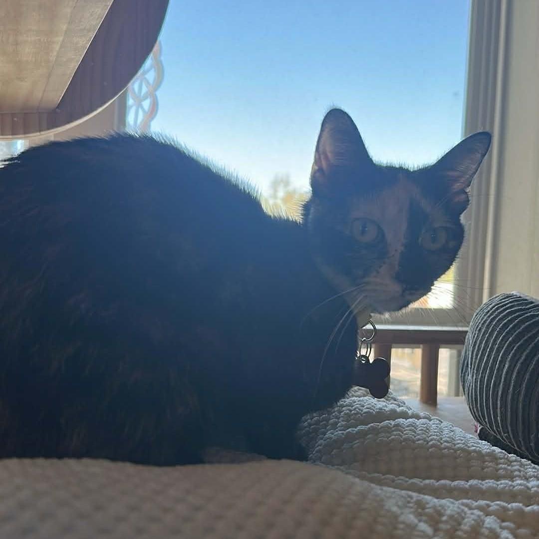 Purin Pudding, a ADOPTABLE Domestic Short Hair in Merrillville, IN image 3/6