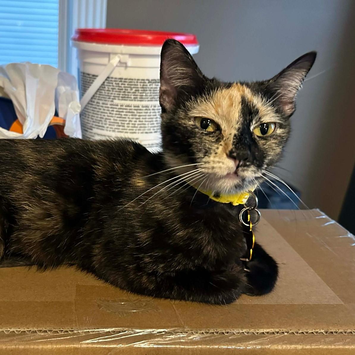 Purin Pudding, a ADOPTABLE Domestic Short Hair in Merrillville, IN image 2/6
