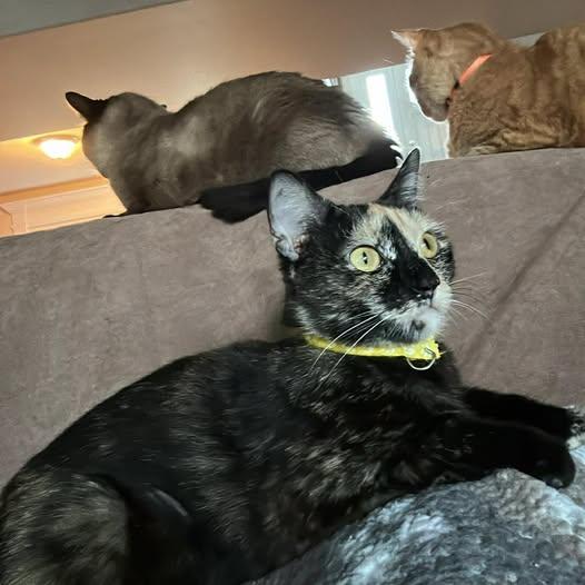 Purin Pudding, a ADOPTABLE Domestic Short Hair in Merrillville, IN image 5/5