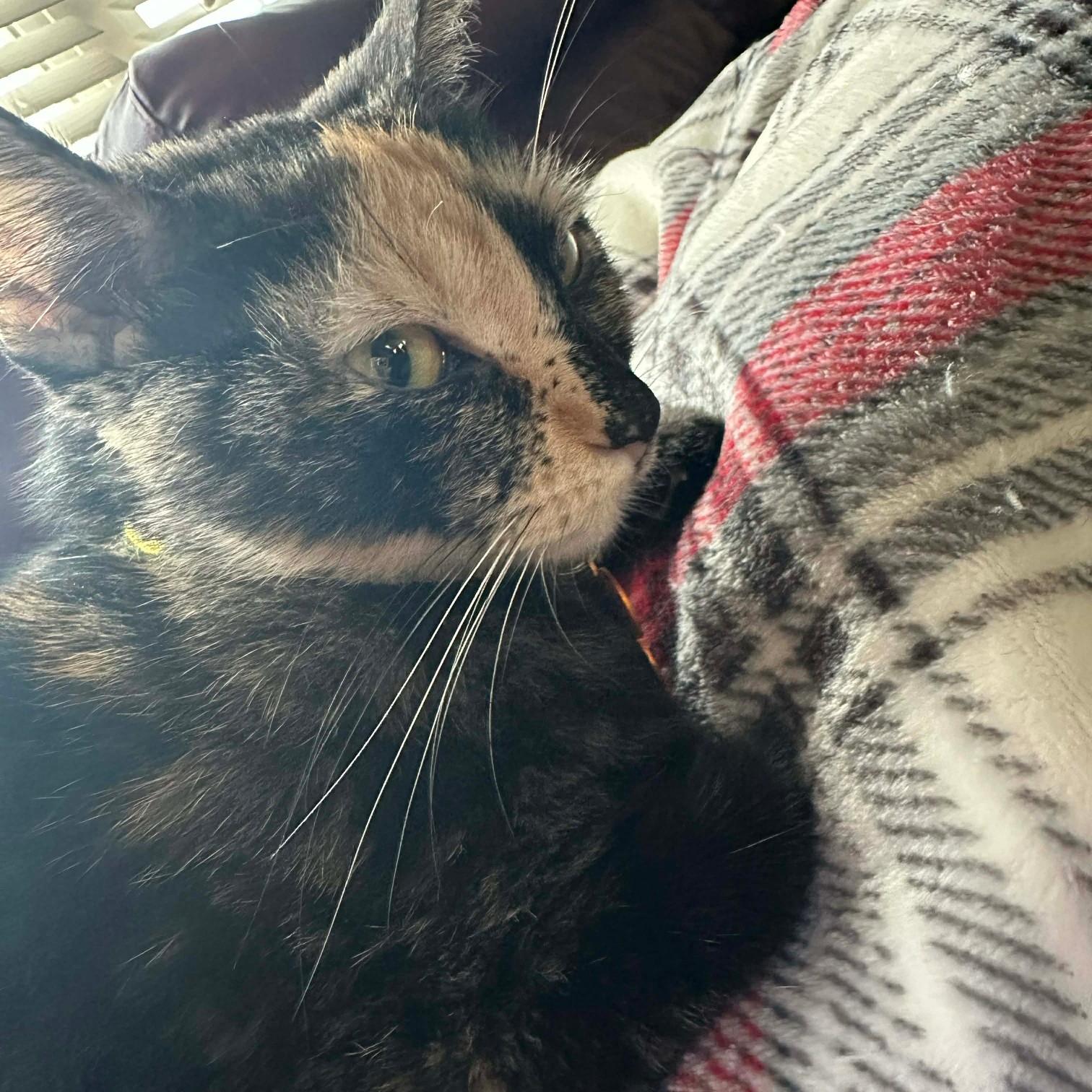 Purin Pudding, a ADOPTABLE Domestic Short Hair in Merrillville, IN image 5/6