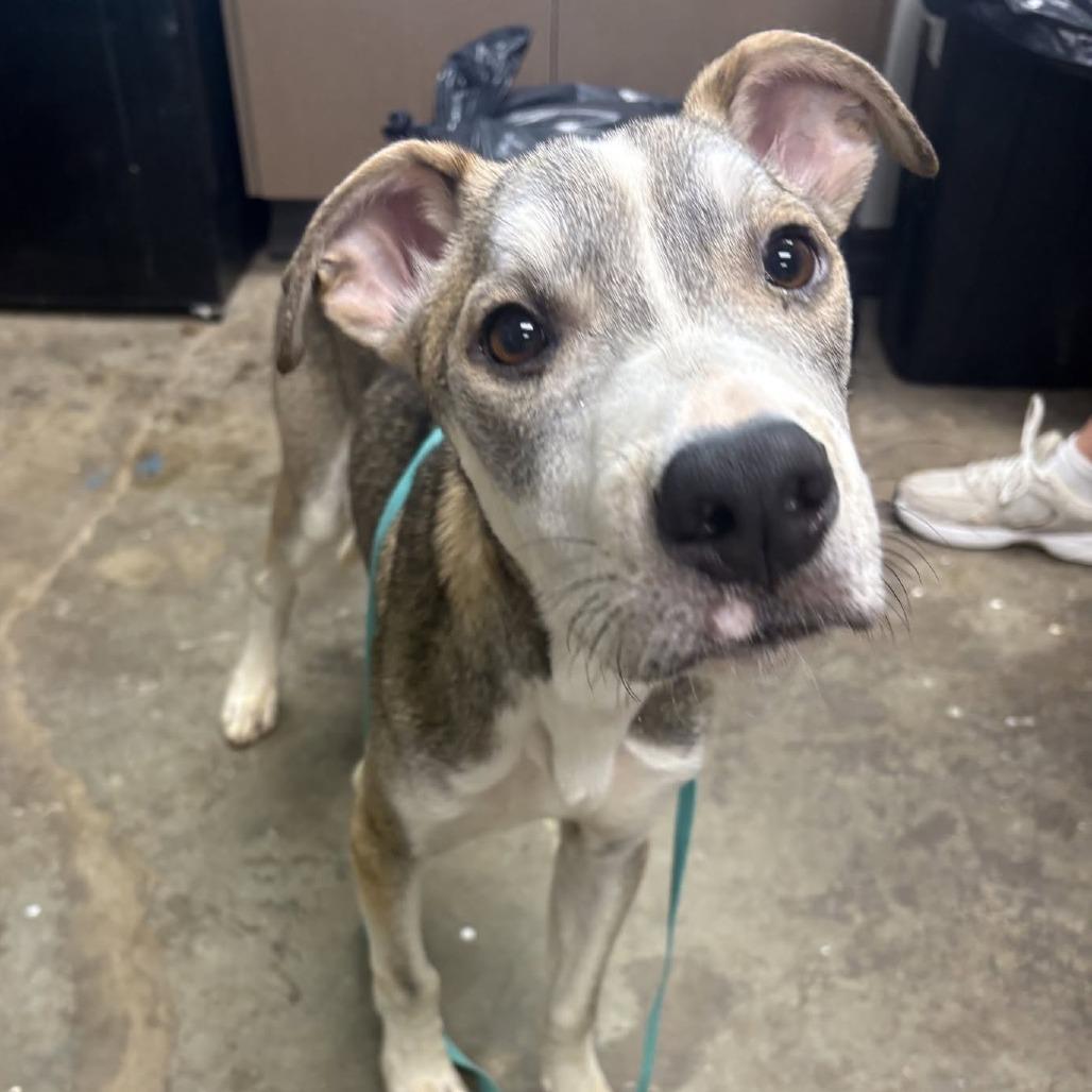 Bieber, Adoptable, Young Male Retriever & Mixed Breed.