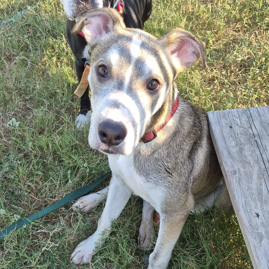Enlarge Bieber, a Adoptable mixed breed in Cleveland, MS image 2/2
