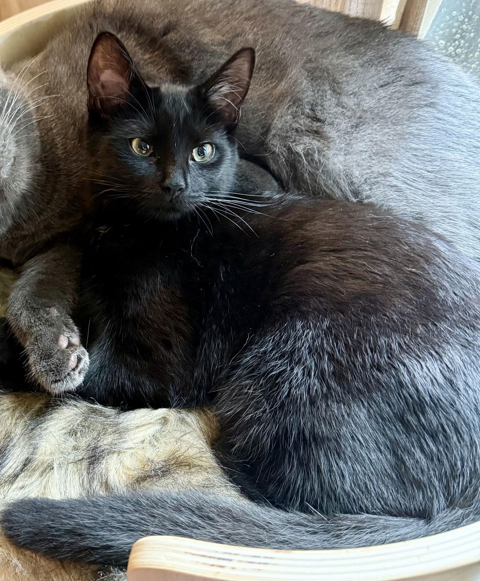 Enlarge Cheese, a Adoptable Domestic Short Hair in Pittsburgh, PA image 1/3