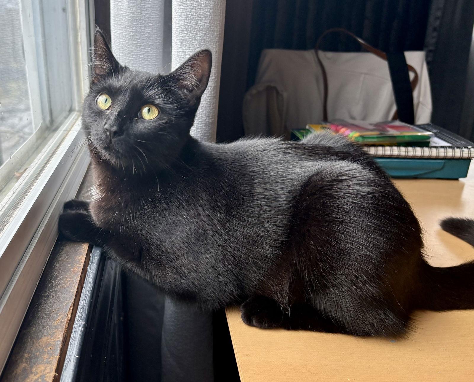 Enlarge Cheese, a Adoptable Domestic Short Hair in Pittsburgh, PA image 2/3