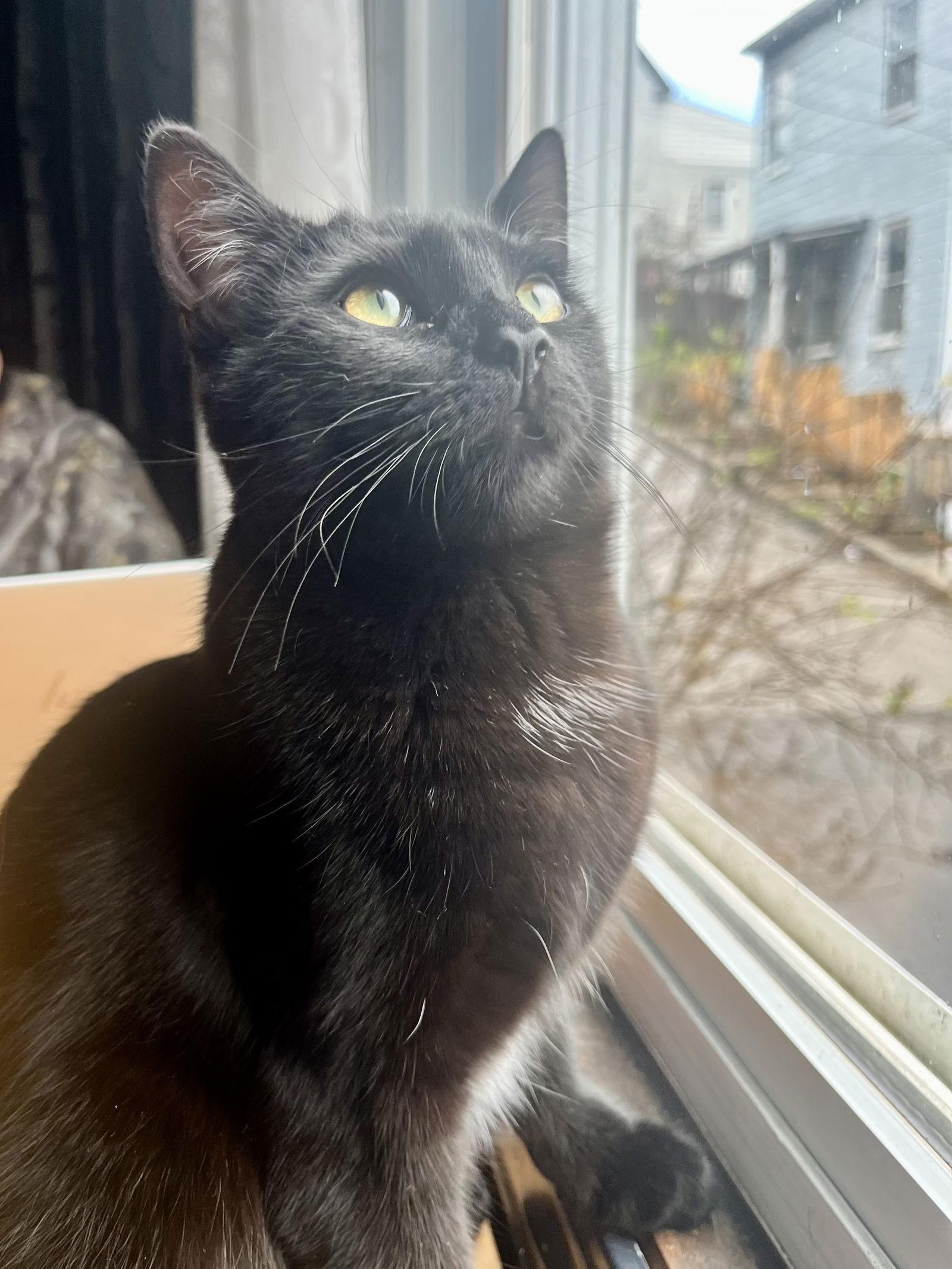 Enlarge Cheese, a Adoptable Domestic Short Hair in Pittsburgh, PA image 3/3