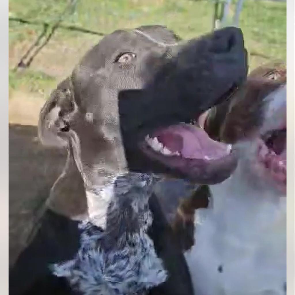 Poppy- Paws-in-Prison Graduate, Adoptable, Adult Female Plott Hound & Mixed Breed.