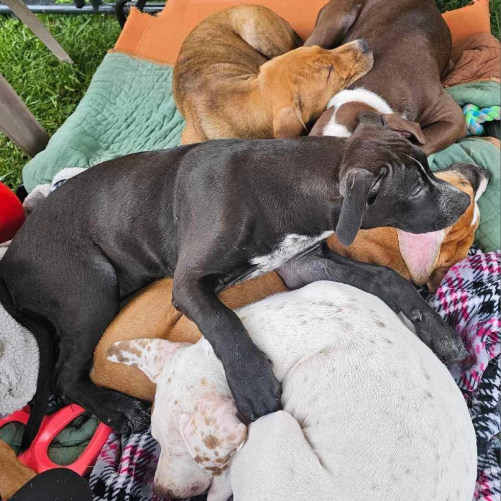 Poppy Pawsinprison Graduate thumbnail 2