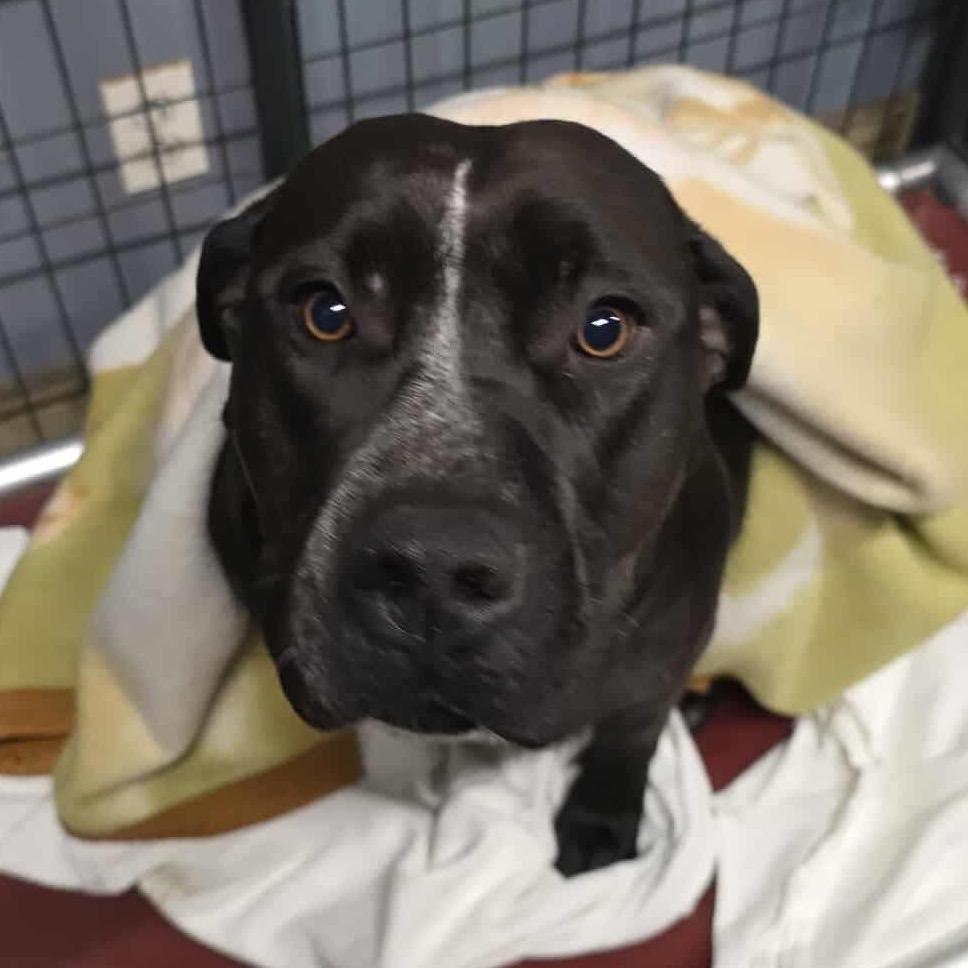 Enlarge Poppy- Paws-in-Prison Graduate, a Adoptable mixed breed in Union City, PA image 3/6