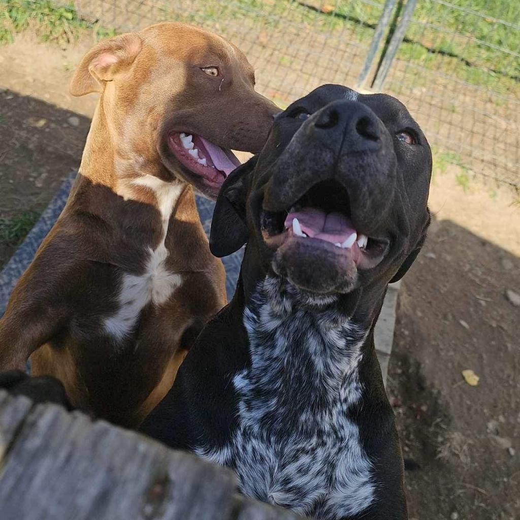 Enlarge Poppy- Paws-in-Prison Graduate, a Adoptable mixed breed in Union City, PA image 3/6