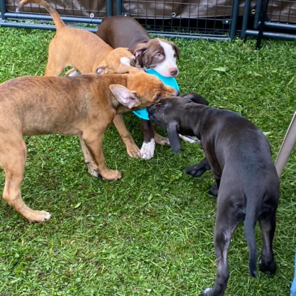 Enlarge Poppy- Paws-in-Prison Graduate, a Adoptable mixed breed in Union City, PA image 4/6