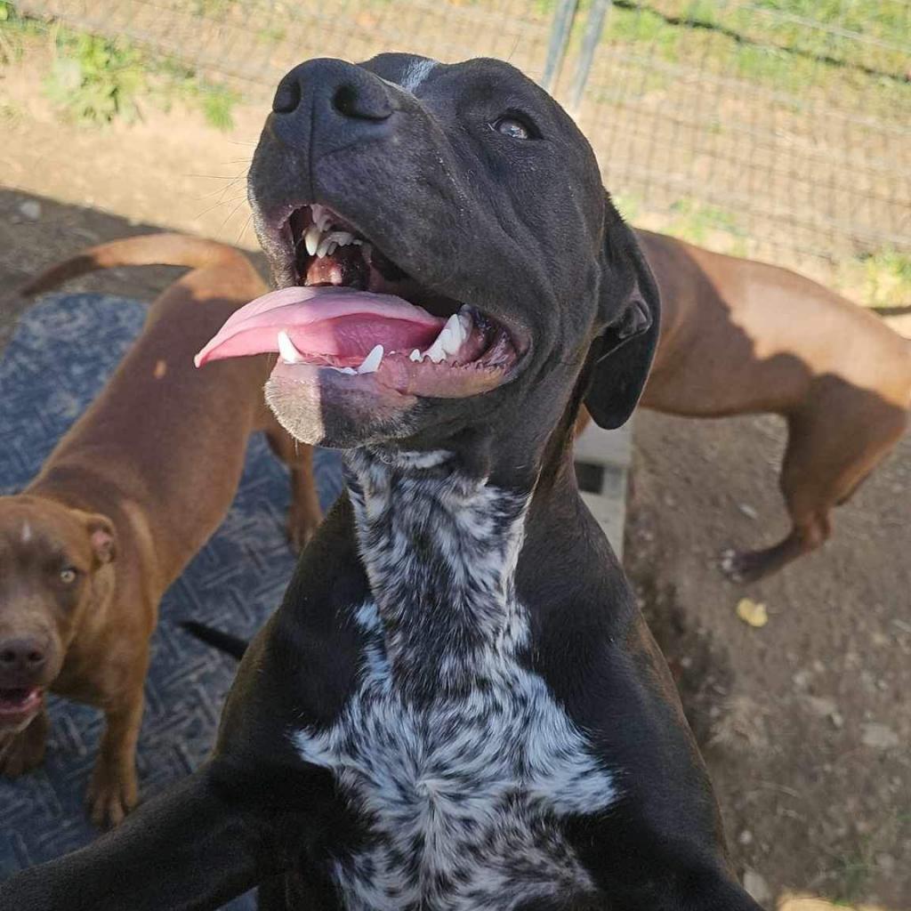 Enlarge Poppy- Paws-in-Prison Graduate, a Adoptable mixed breed in Union City, PA image 6/6