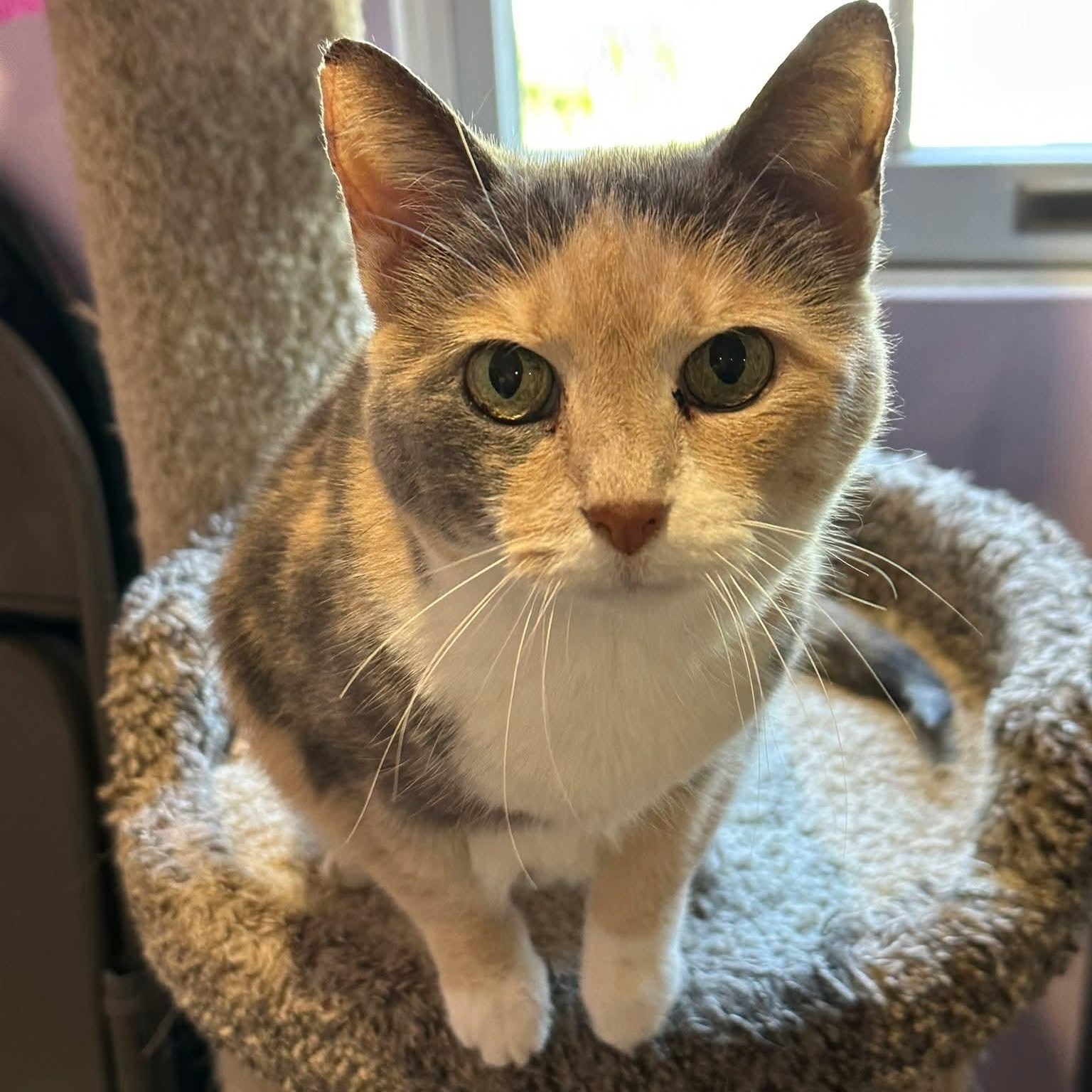 Beatrice, adopted, Senior Female Calico.