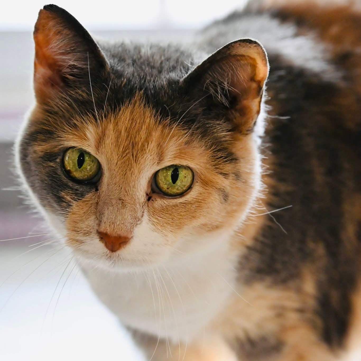 Enlarge Beatrice, an adopted mixed breed in South Park, PA image 2/5