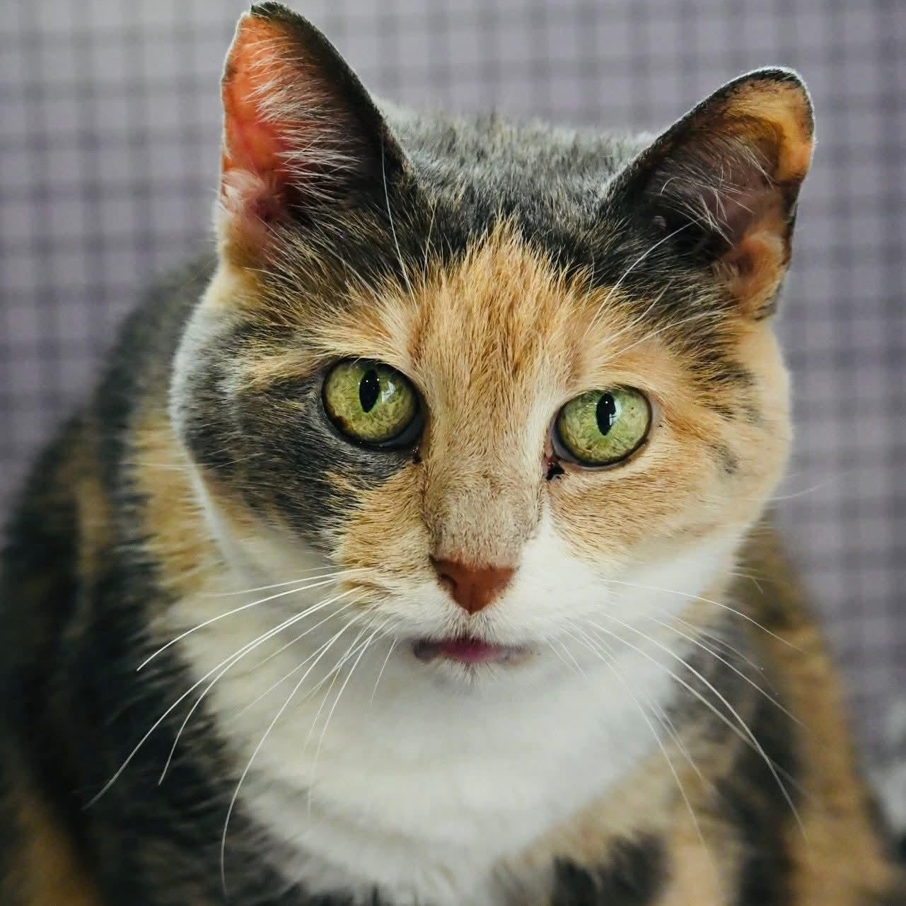 Enlarge Beatrice, an adopted mixed breed in South Park, PA image 5/5