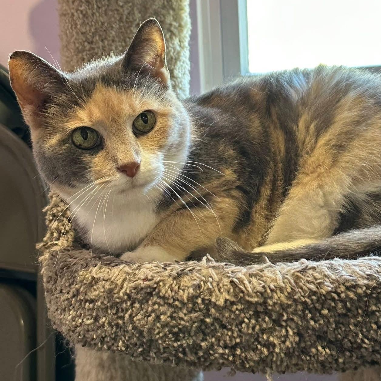 Enlarge Beatrice, an adopted mixed breed in South Park, PA image 3/5