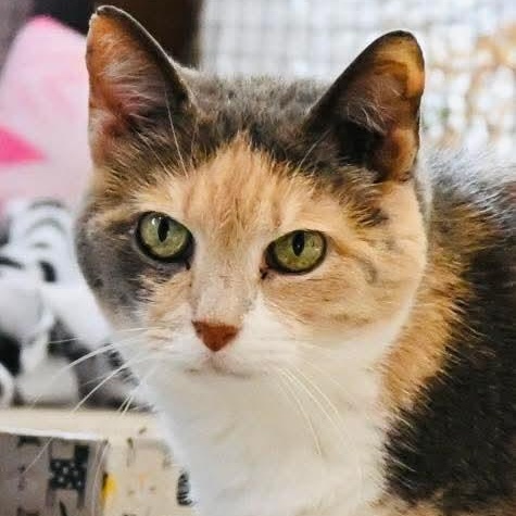 Enlarge Beatrice, an adopted mixed breed in South Park, PA image 4/5