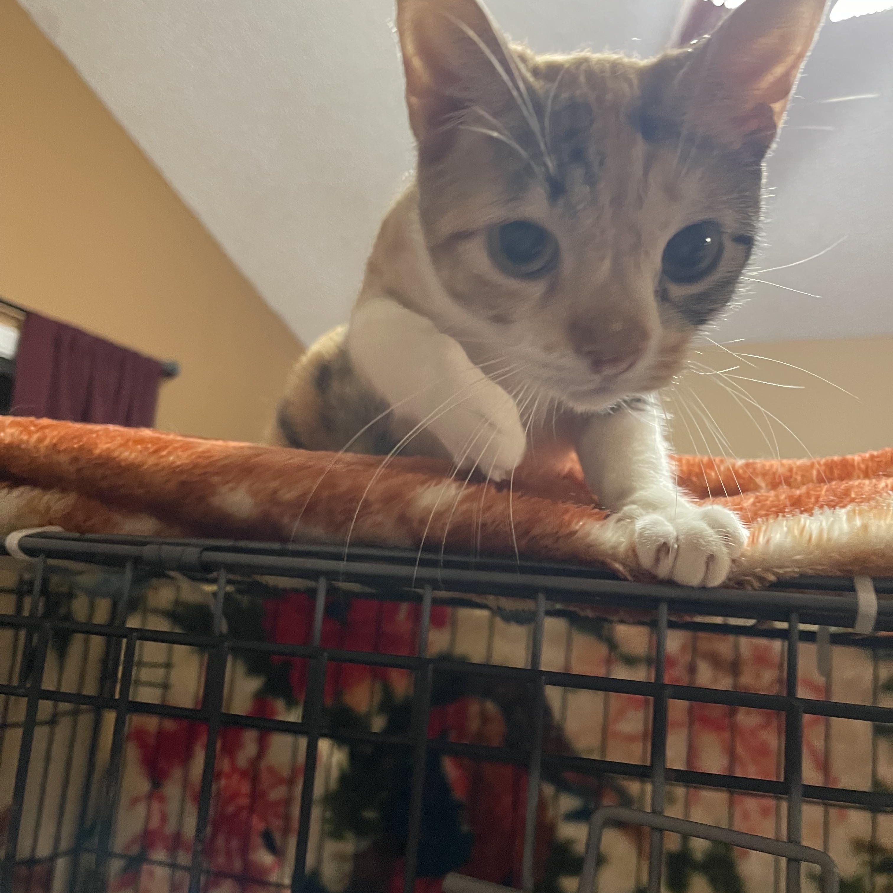 Enlarge Touie, a ADOPTABLE mixed breed in san antonio, TX image 2/4