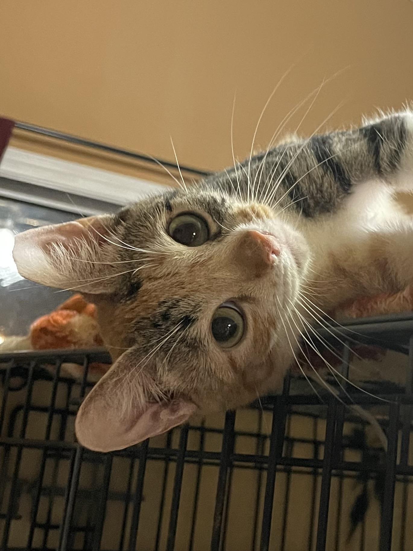 Enlarge Touie, a ADOPTABLE mixed breed in san antonio, TX image 3/4