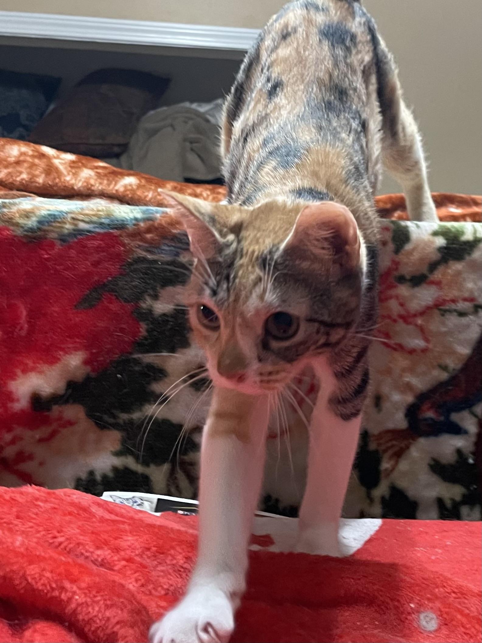 Enlarge Touie, a ADOPTABLE mixed breed in san antonio, TX image 4/4