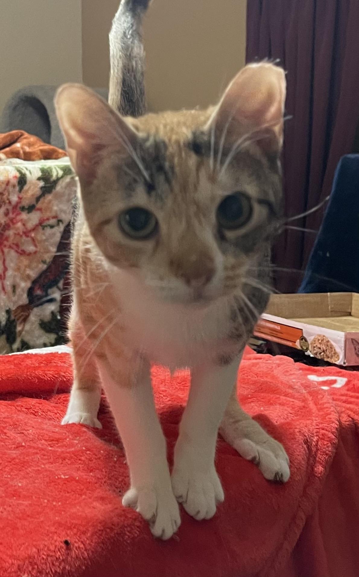 Touie, ADOPTABLE, Young Female Domestic Short Hair.