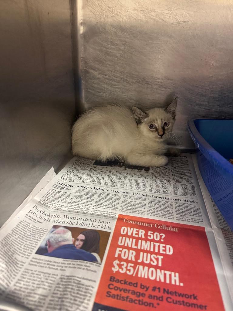 Carlaylee, Adoptable, Kitten Female Siamese.