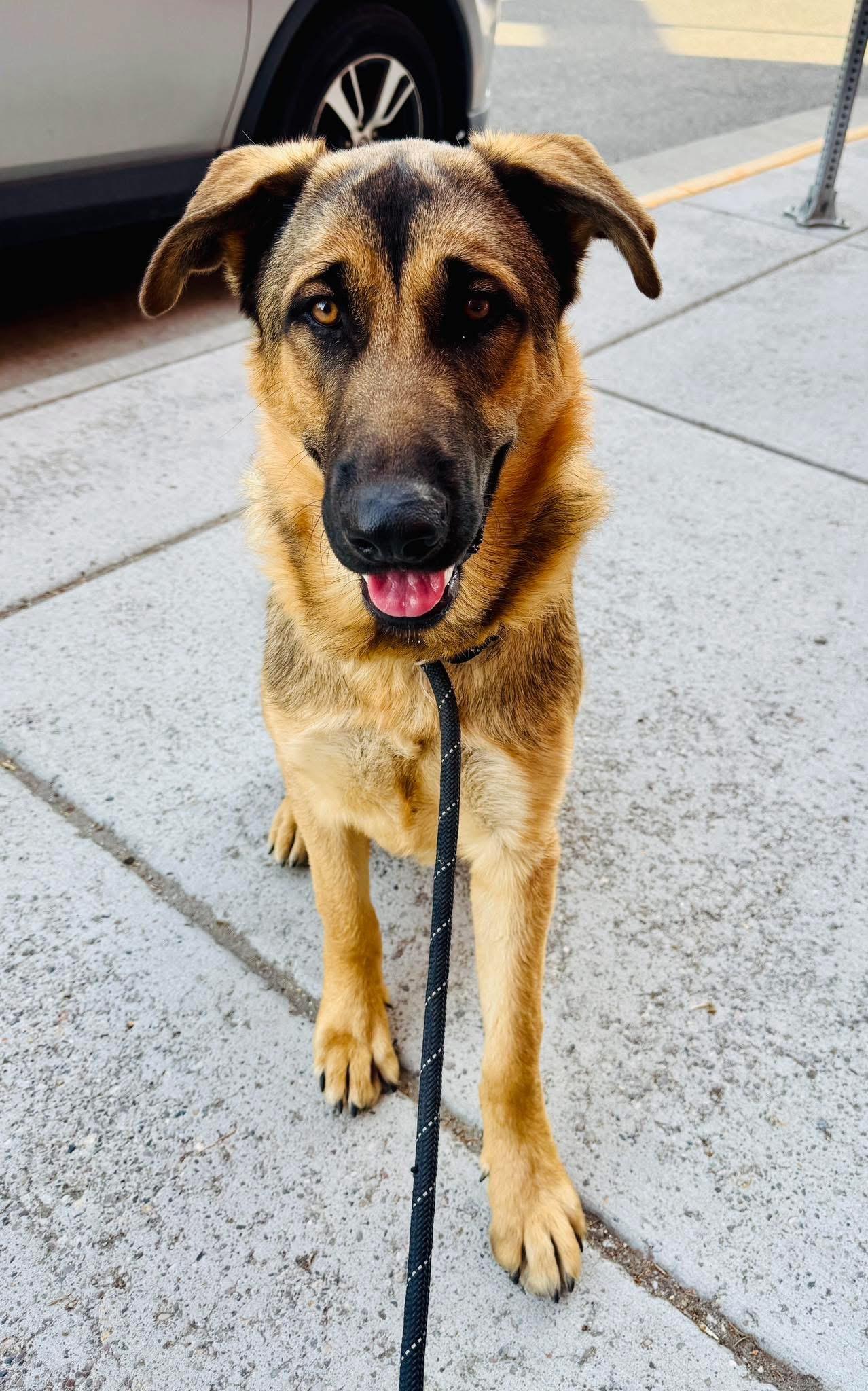 Bruno, an adoptable German Shepherd Dog in Wilsall, MT, 59086 | Photo Image 2