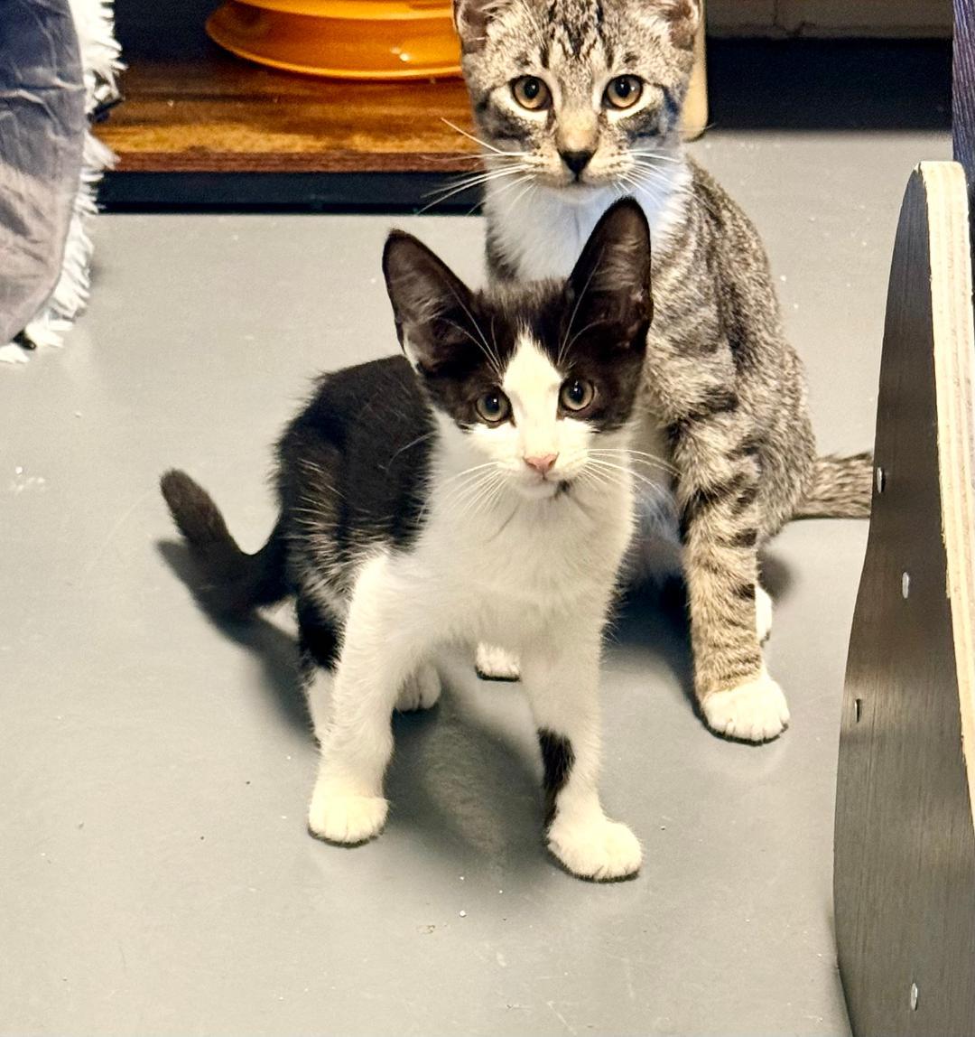 Fuzzy, Adoptable, Kitten Male Domestic Short Hair.