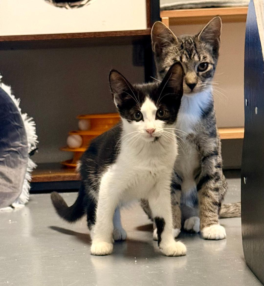 Enlarge Fuzzy, a Adoptable Domestic Short Hair in Winter Haven, FL image 2/2