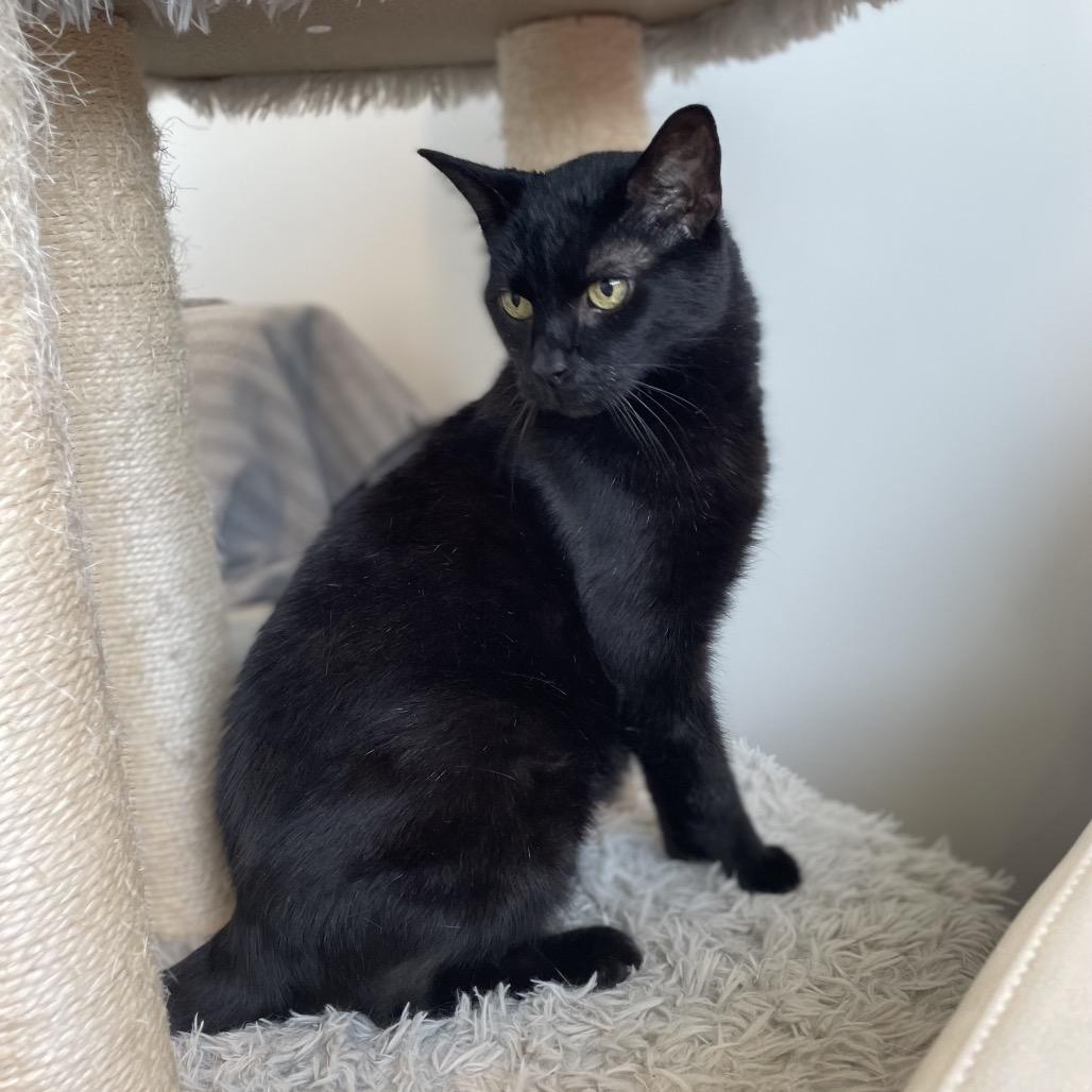 Eggbert, Adoptable, Adult Male Domestic Short Hair.