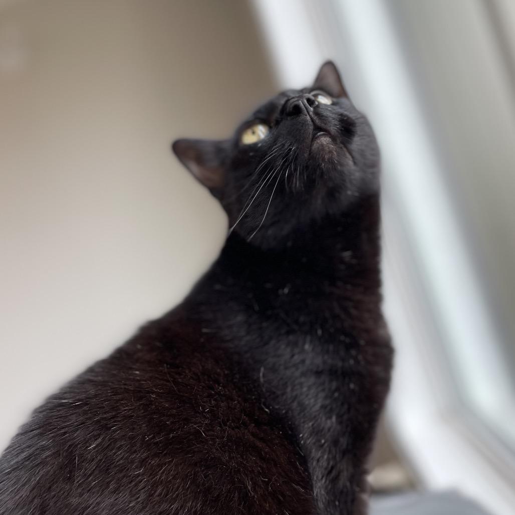 Enlarge Eggbert, a Adoptable Domestic Short Hair in North Battleford, SK image 2/6