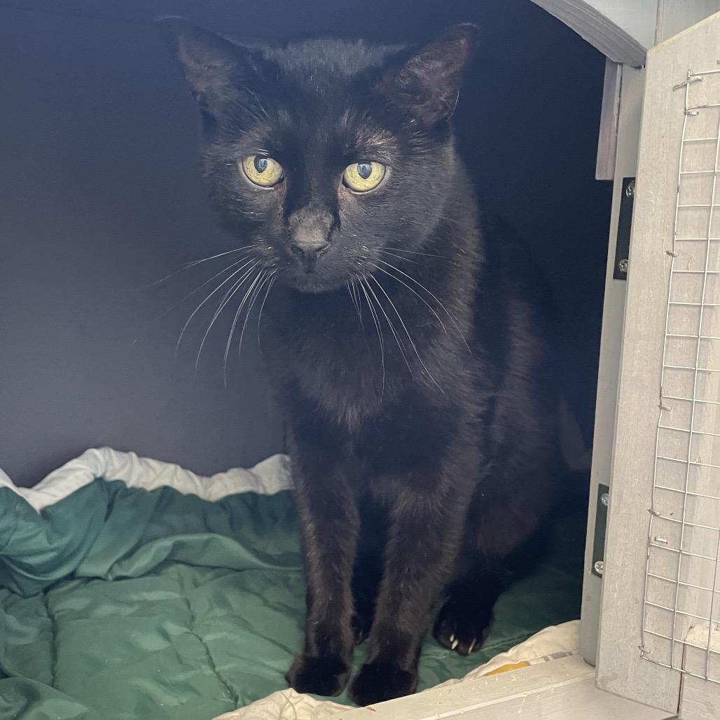 Enlarge Eggbert, a Adoptable Domestic Short Hair in North Battleford, SK image 3/6