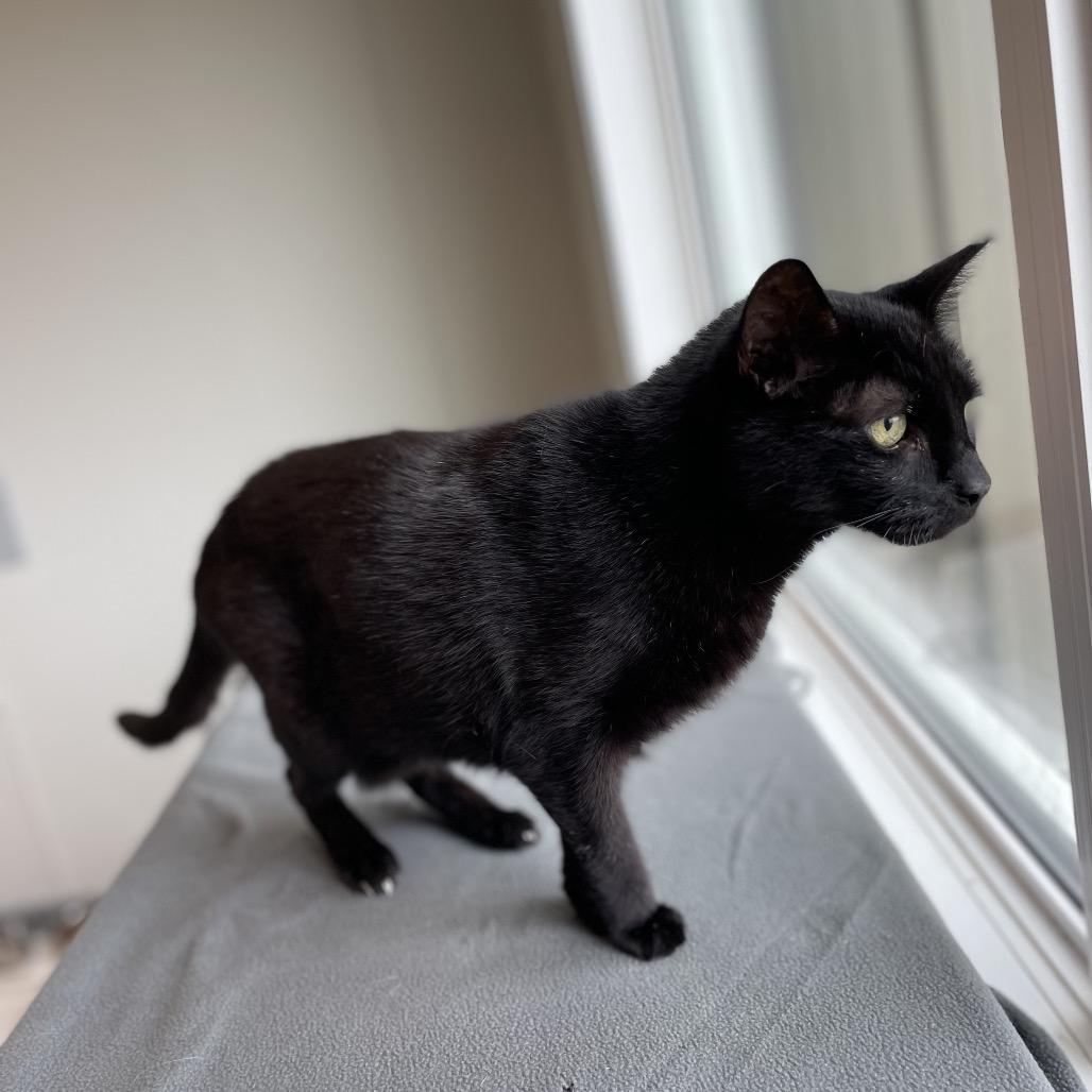 Enlarge Eggbert, a Adoptable Domestic Short Hair in North Battleford, SK image 4/6