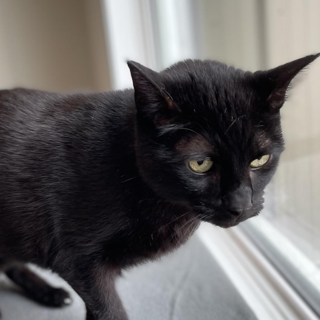 Enlarge Eggbert, a Adoptable Domestic Short Hair in North Battleford, SK image 5/6