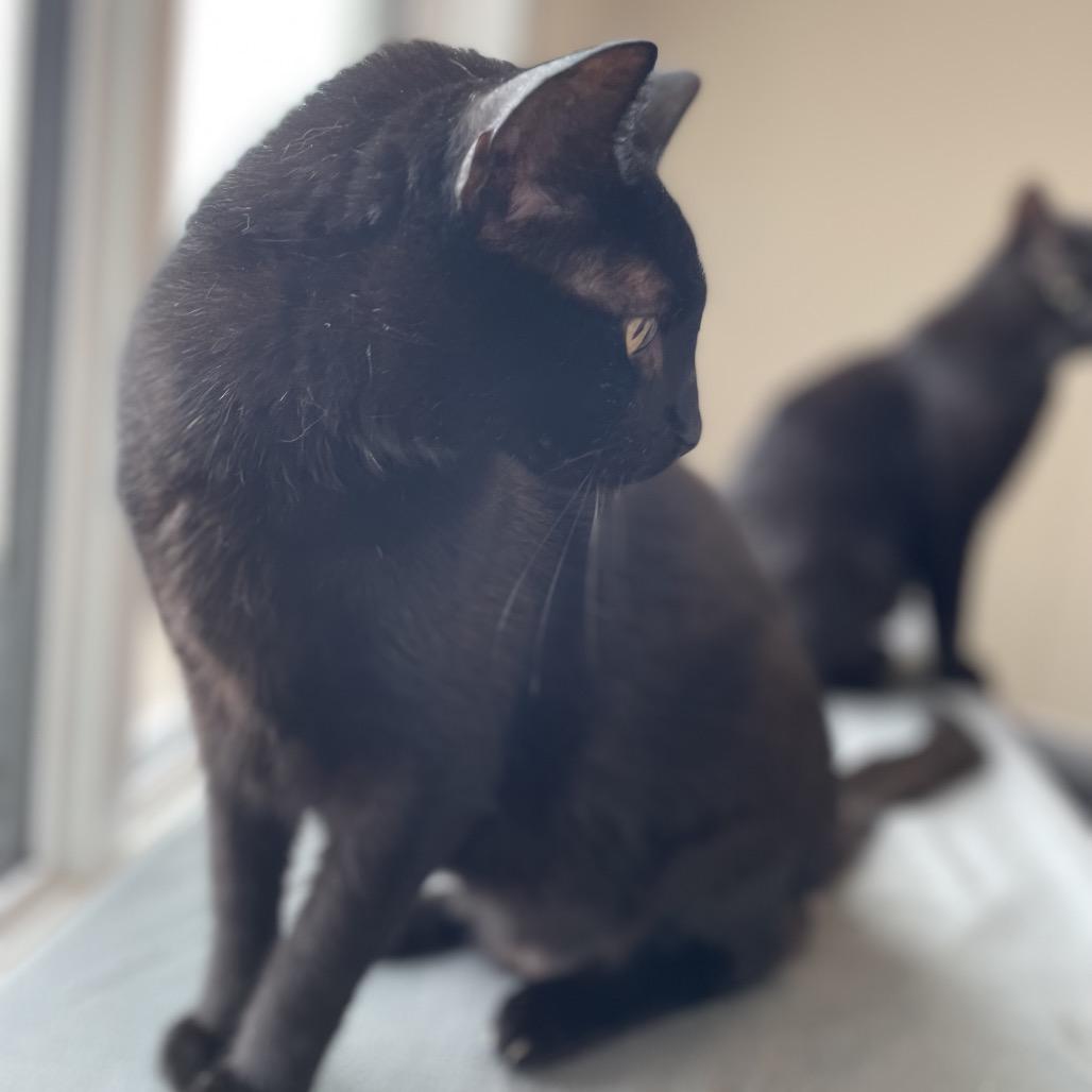 Enlarge Eggbert, a Adoptable Domestic Short Hair in North Battleford, SK image 6/6