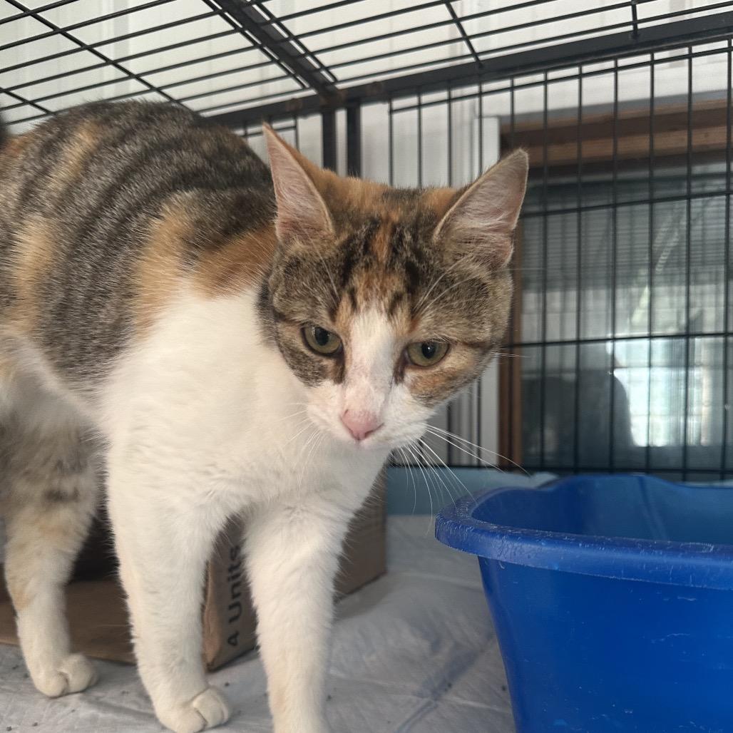 Lily, Adoptable, Young Female Domestic Short Hair.