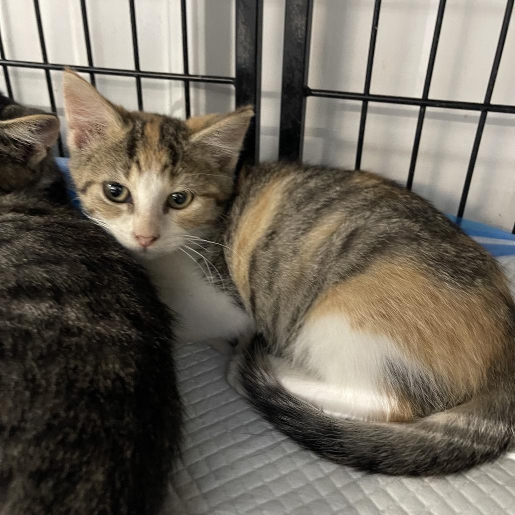Enlarge Lily, a Adoptable Domestic Short Hair in Corbin, KY image 2/2