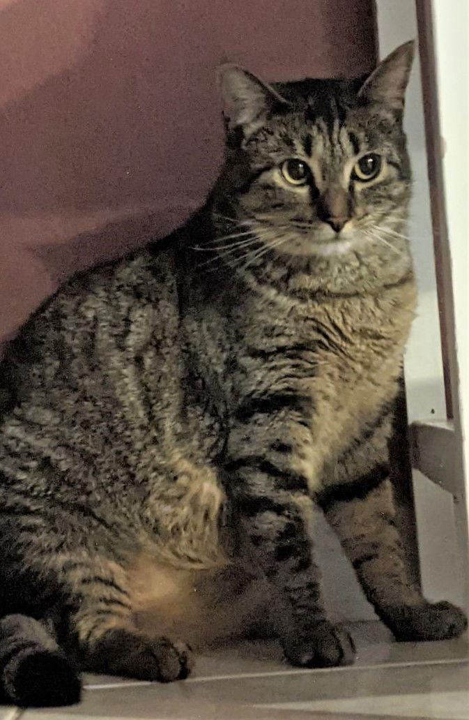 Daisy (Lisa), Adoptable, Adult Female Domestic Short Hair.