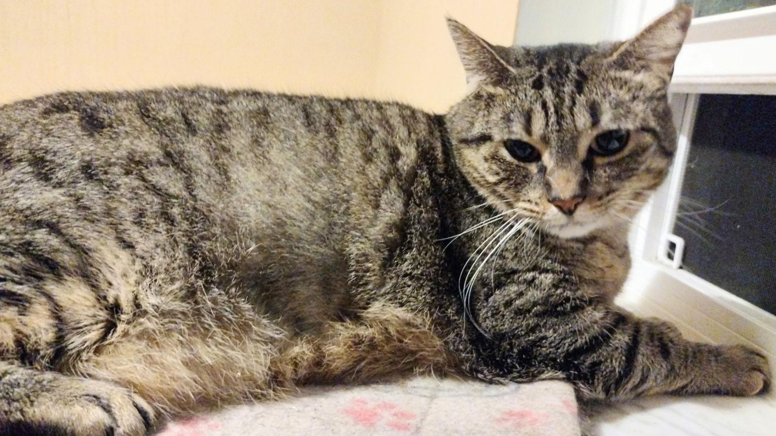 Daisy (Lisa) — thumbnail 3