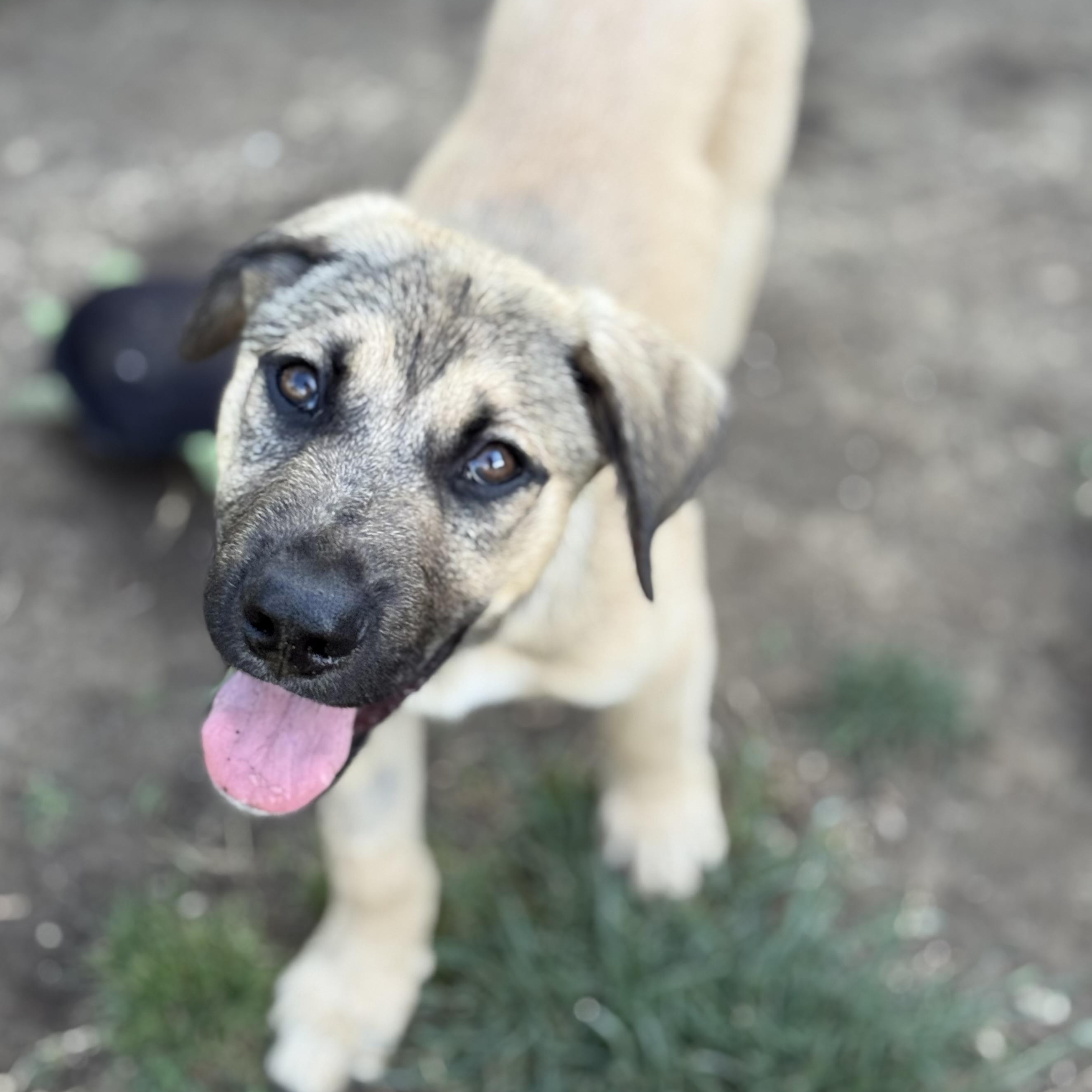 Rhett, an adopted mixed breed in Glenolden, PA image 4/6