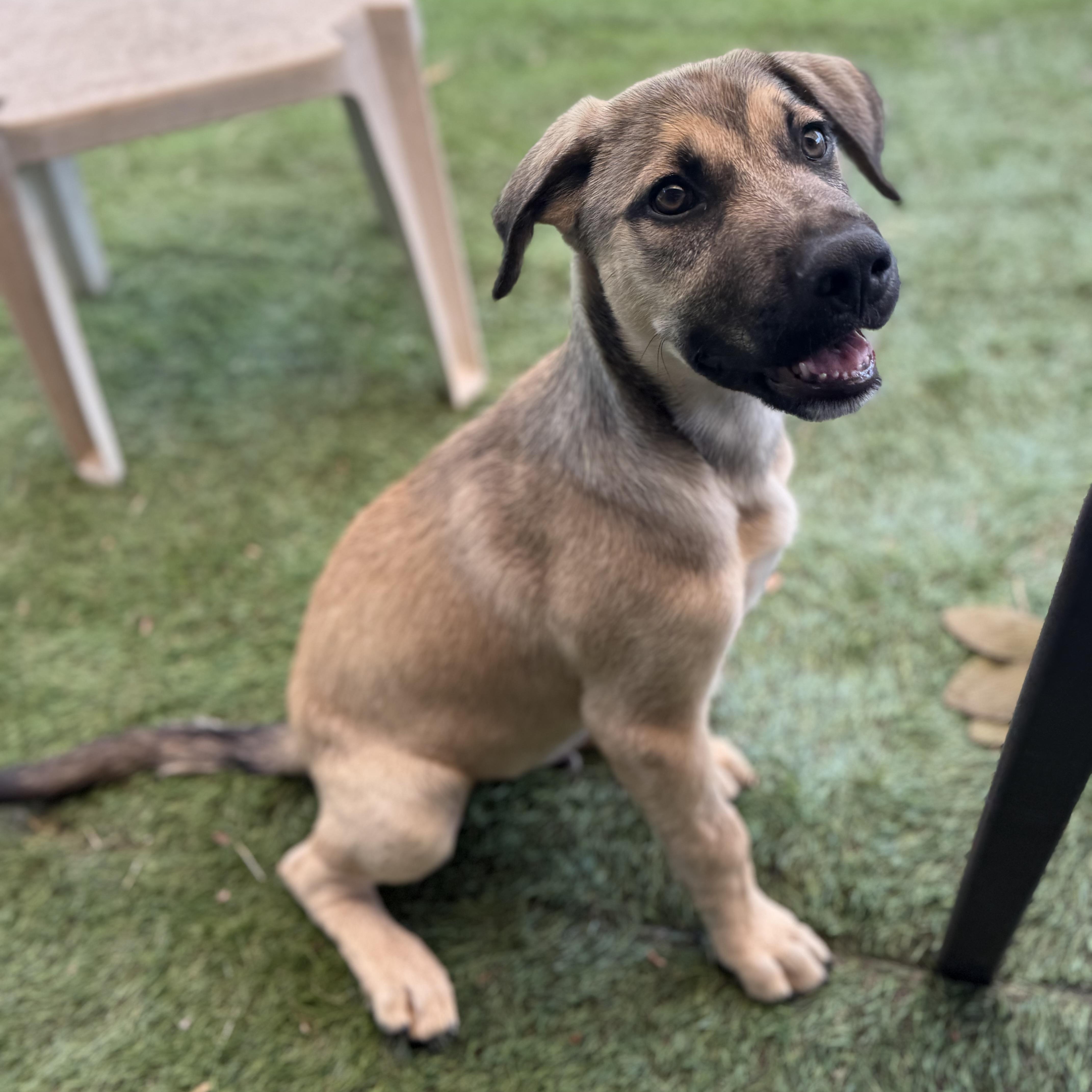Rhett, an adopted mixed breed in Glenolden, PA image 5/6