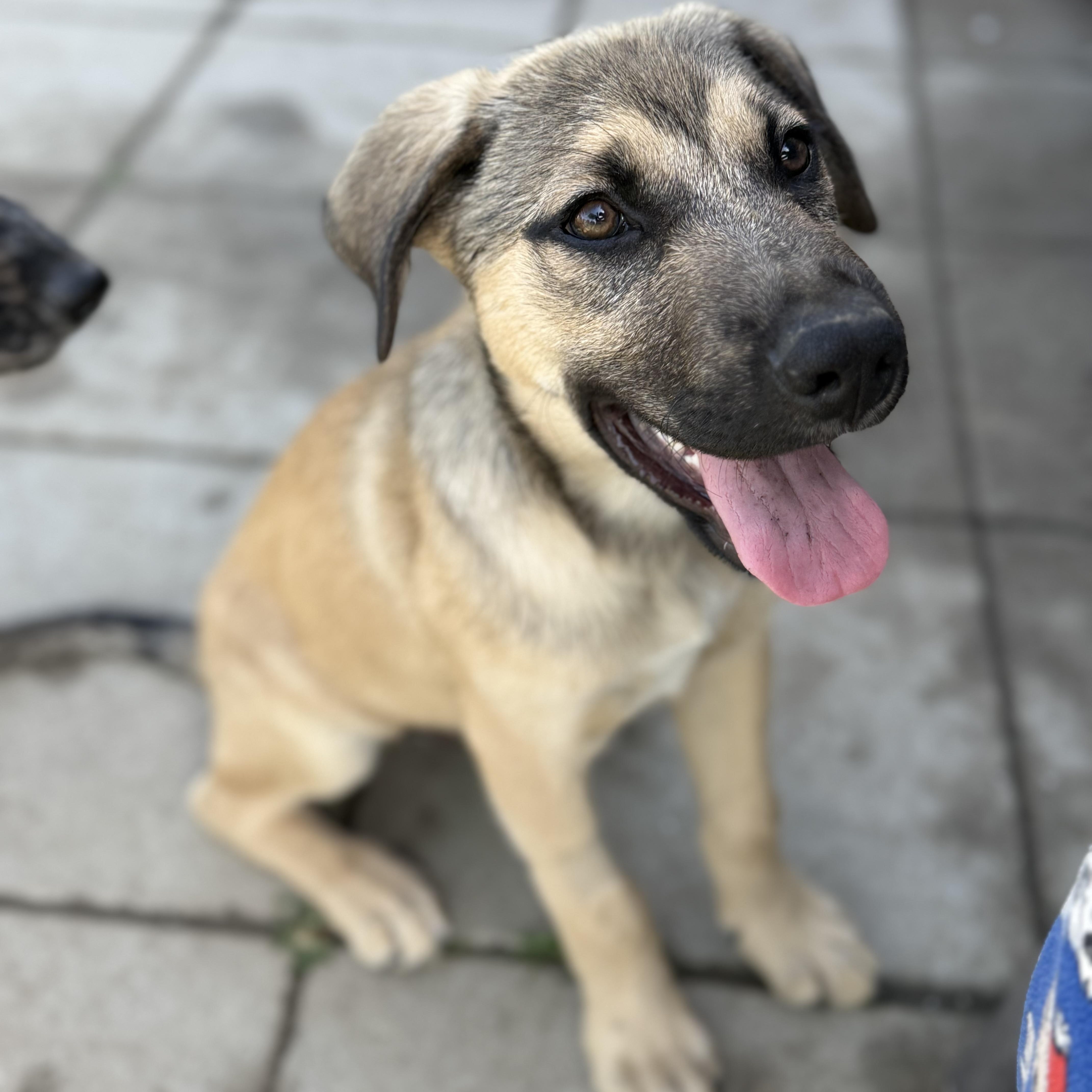 Rhett, an adopted mixed breed in Glenolden, PA image 2/6