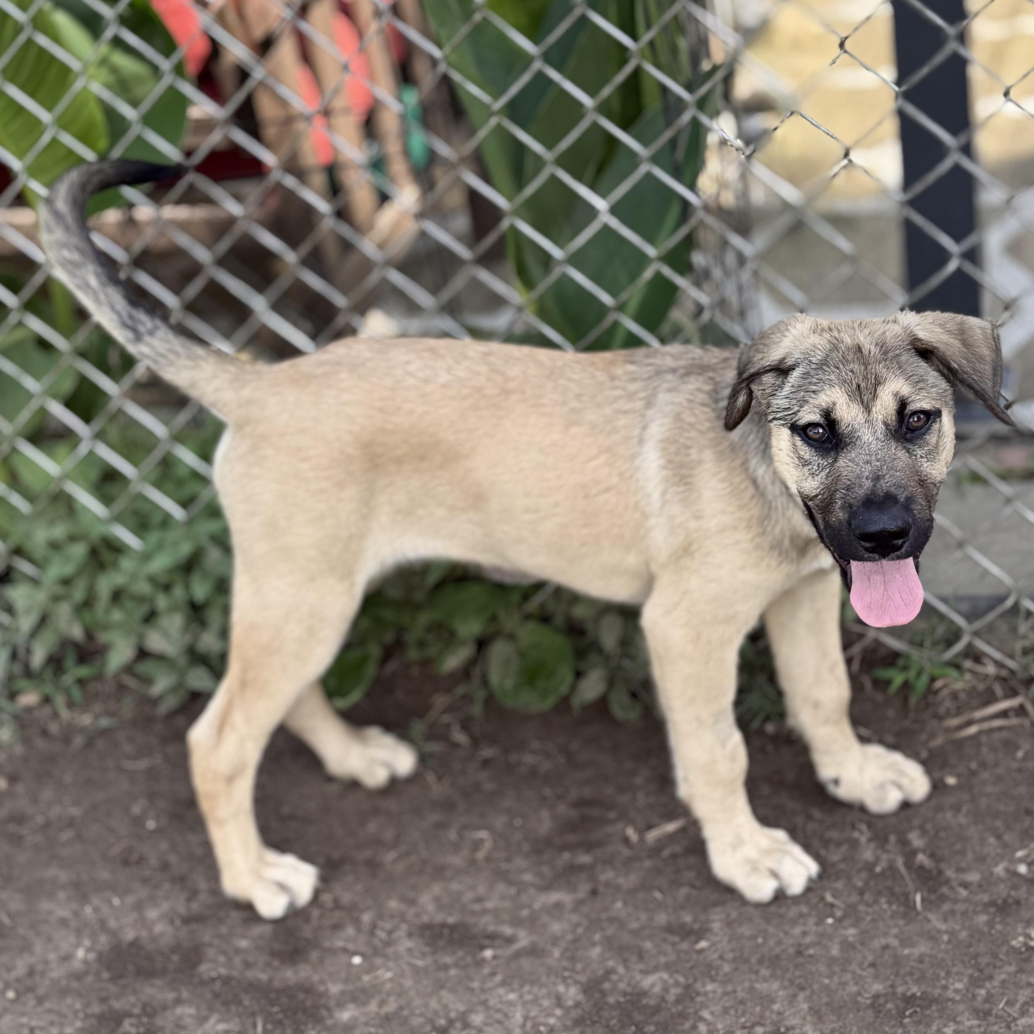 Rhett, an adopted mixed breed in Glenolden, PA image 3/6