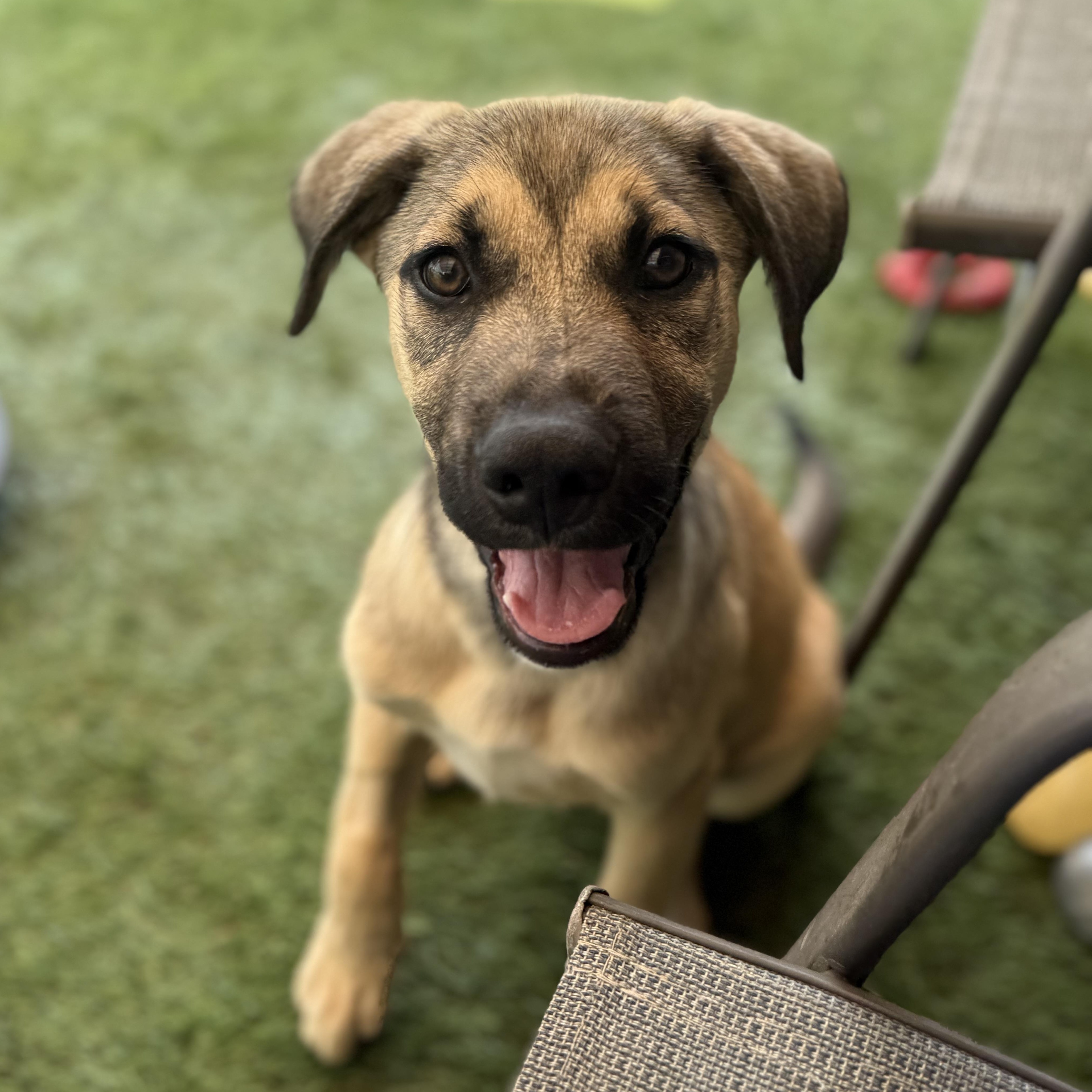 Rhett, an adopted mixed breed in Glenolden, PA image 6/6