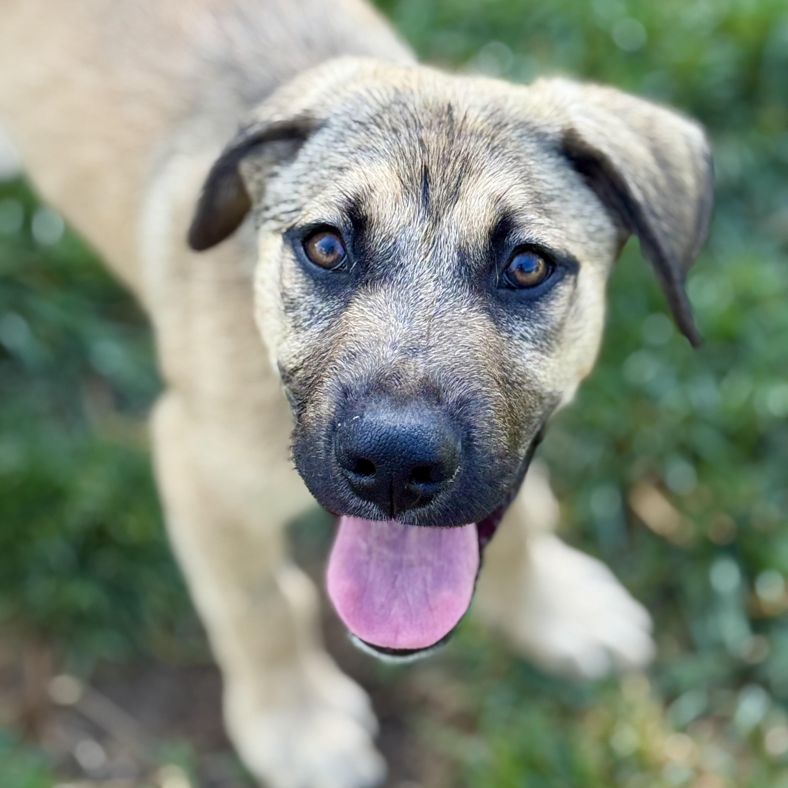 Rhett, adopted, Puppy Male German Shepherd Dog & Labrador Retriever.