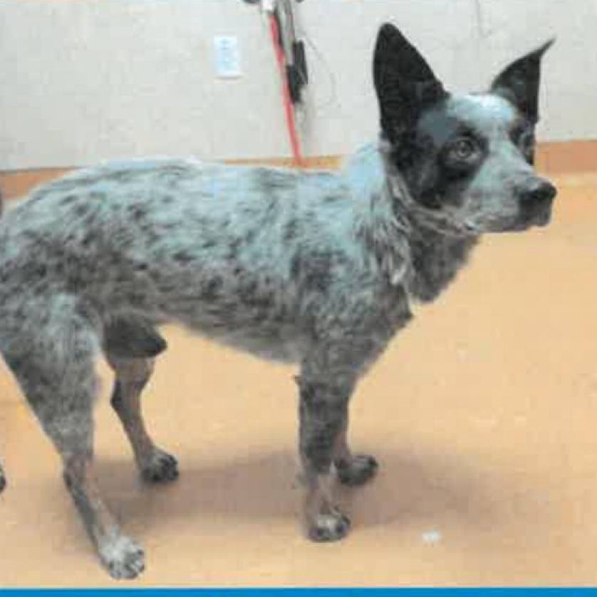 Enlarge Dracula, a Adoptable Cattle Dog in Kensington, CA image 1/1