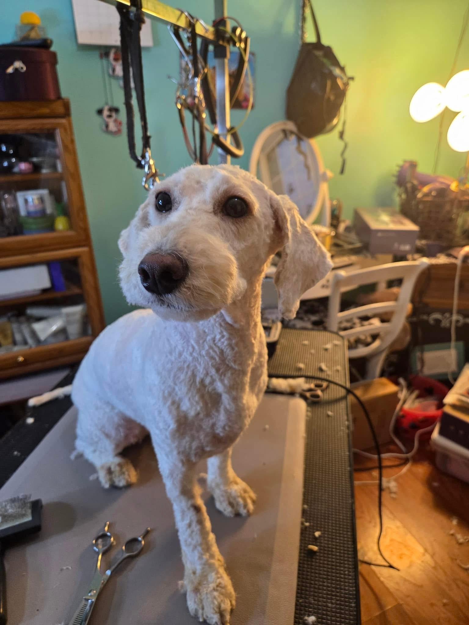 Leela, adoptable, Young Female Poodle.