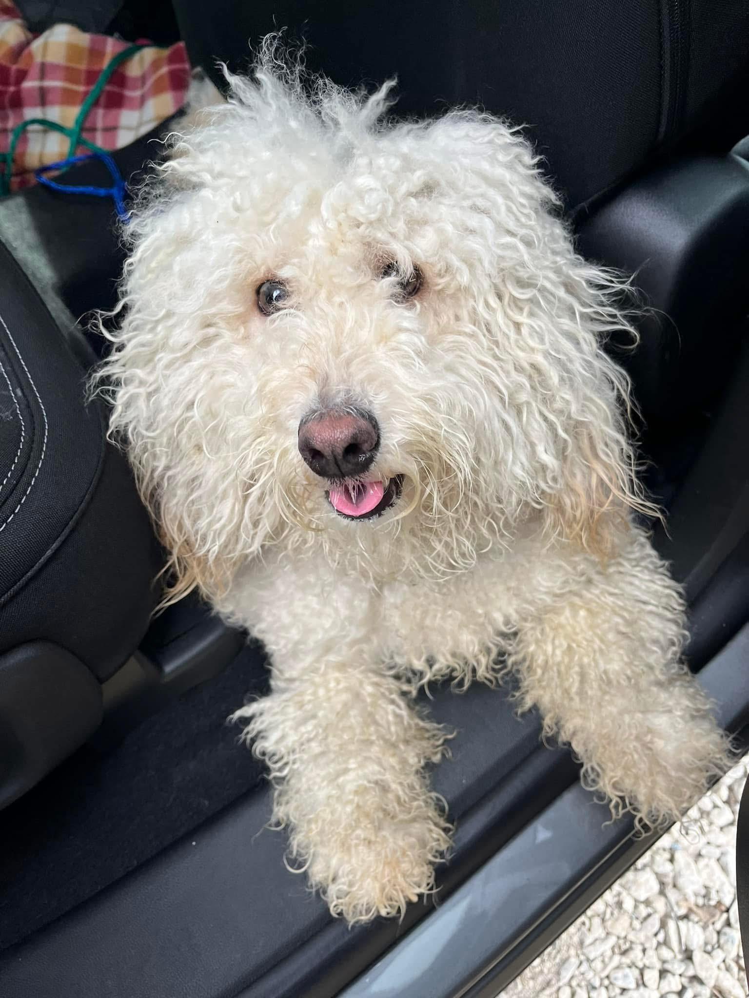 Enlarge Leela, an adoptable mixed breed in Grosse Pointe Park, MI image 2/4