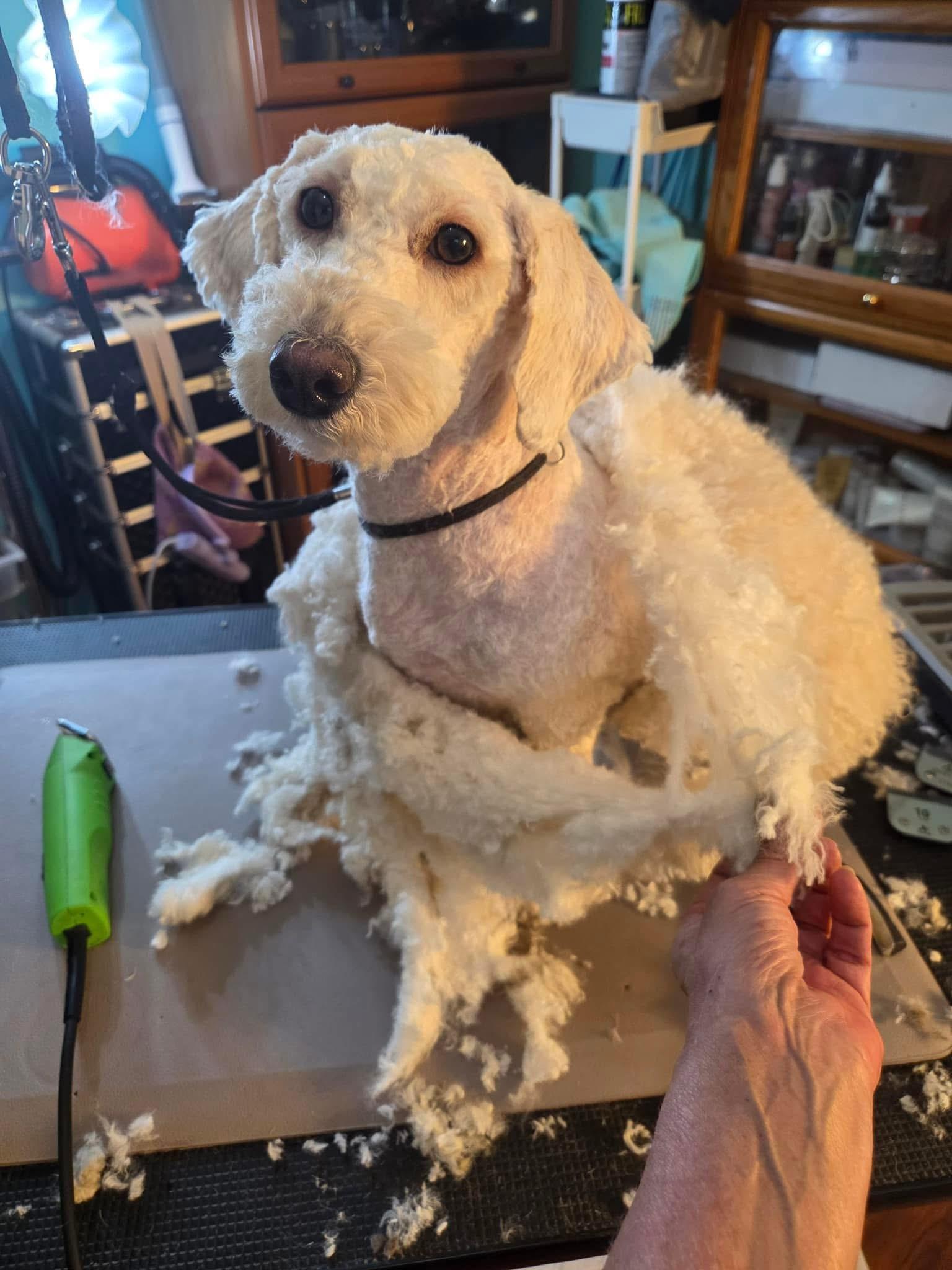 Enlarge Leela, an adoptable mixed breed in Grosse Pointe Park, MI image 3/4