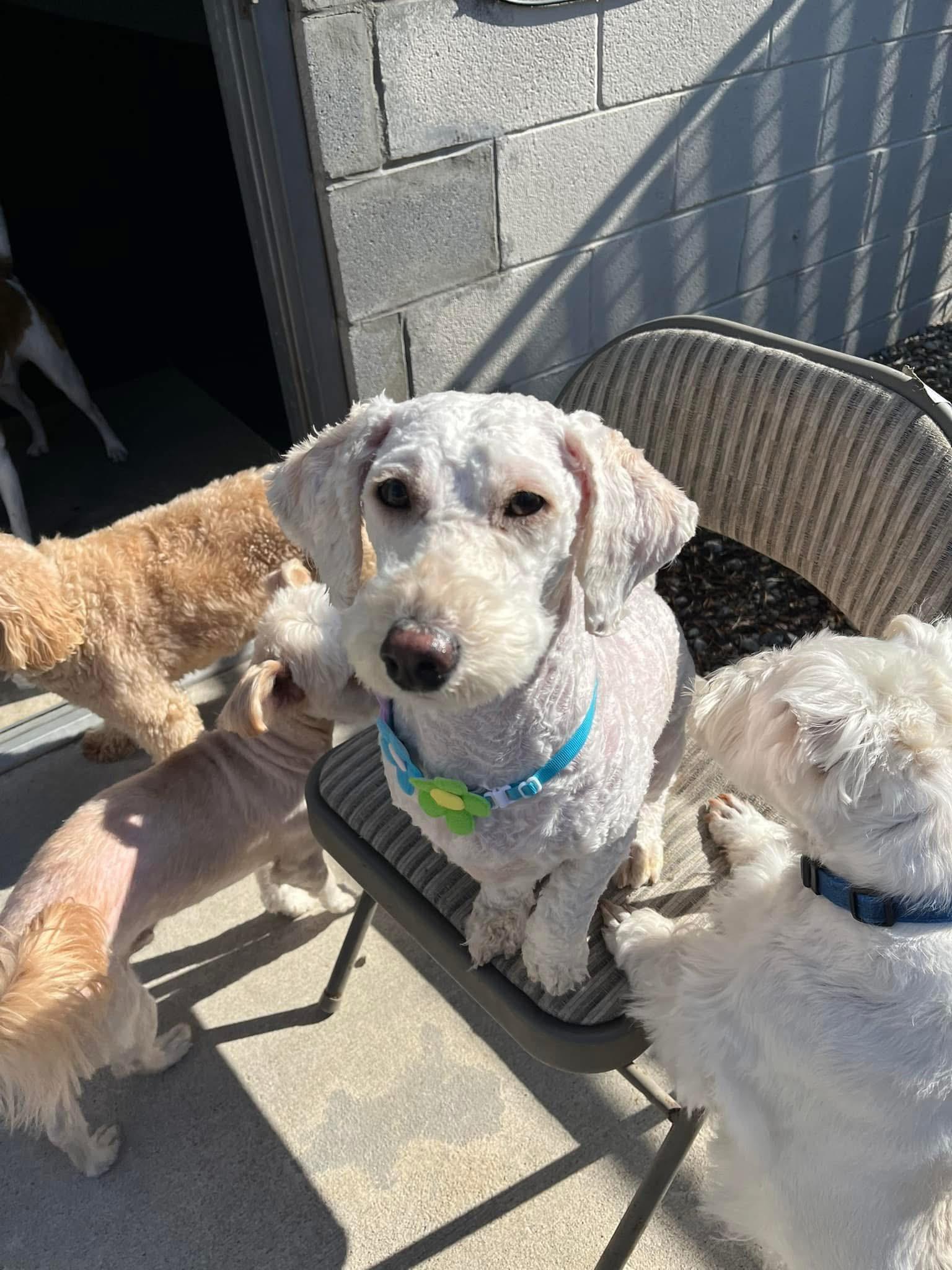 Enlarge Leela, an adoptable mixed breed in Grosse Pointe Park, MI image 4/4