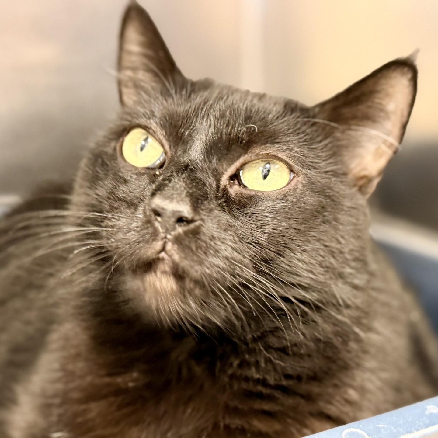 Lacey, Adoptable, Adult Female Domestic Short Hair.